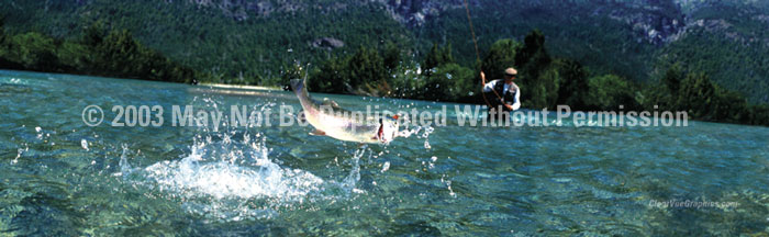 Fishing - ClearVue Graphics Window Graphic - 20x65 Fighting Trout FSH-004-20-65