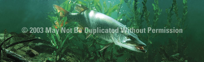 ClearVue Graphics Window Graphic 20x65 Lurking Musky FSH0112065