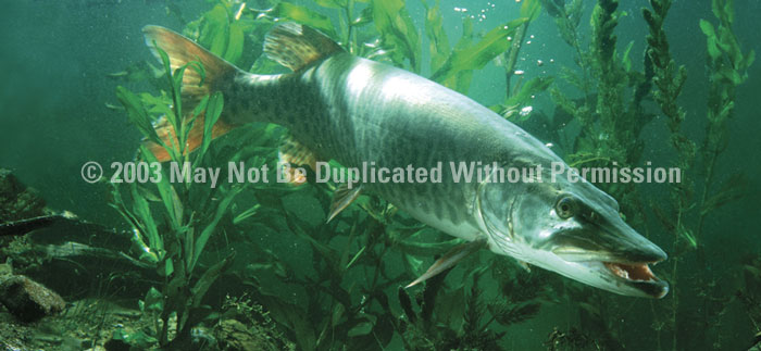 ClearVue Graphics Window Graphic - 30x65 Lurking Musky FSH-011-30-65