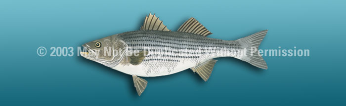 striped bass fish