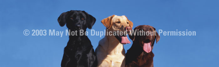 dsd422011 ClearVue Graphics Window Graphic 16×54 Labs WLD0031654