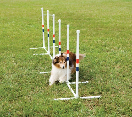 PetSafe PDT0011032 Agility Dog Training Weave Poles