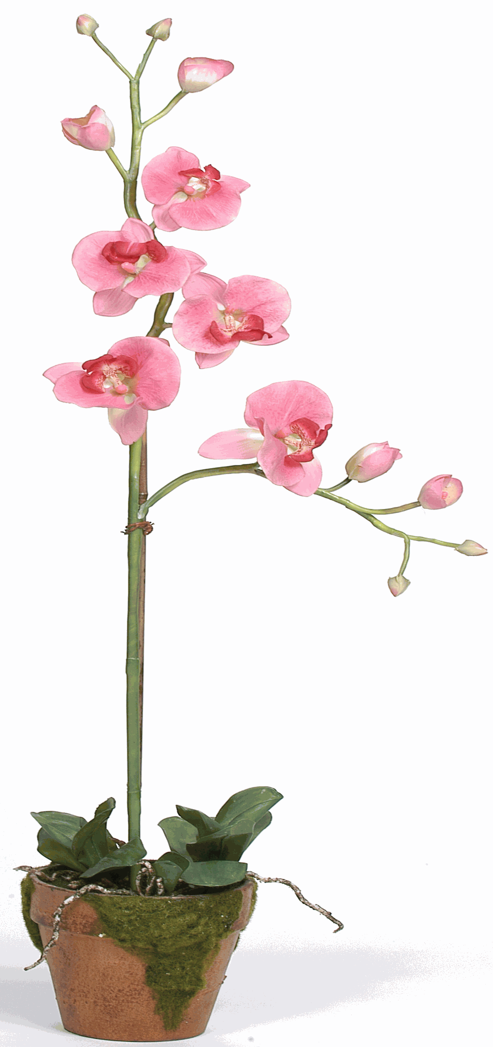 Nearly Natural 4057-CL Phalaenopsis with Moss Pot Silk Orchid Plant Coral