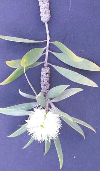 Aromatherapy - CAJEPUT - 0.5 Oz