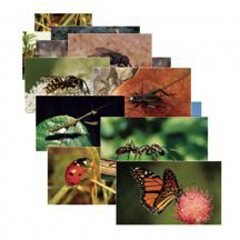 Slm158 Insects 14 Poster Cards