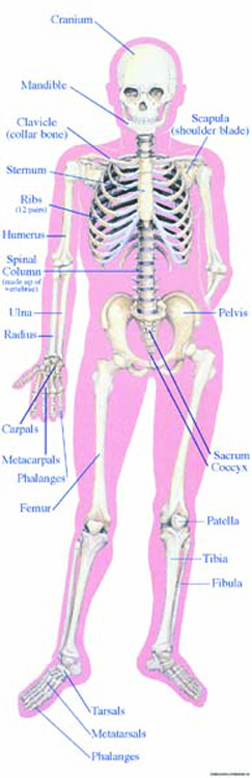 MCDONALD PUBLISHING MC-V1609 COLOSSAL POSTER THE HUMAN SKELETON GR. 4-9+ OVER 5.5 TALL