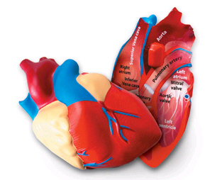 Ler1902 Human Heart Crosssection Model