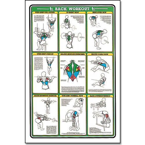 ALGRA MSCHRTBA Fitnus Chart -Back Workout 23 Inch x35 Inch