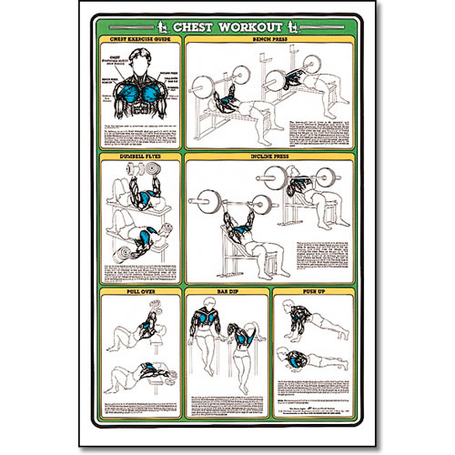 ALGRA MSCHRTCH Fitnus Chart -Chest Workout 23 Inch x35 Inch