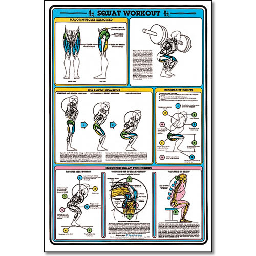 ALGRA MSCHRTSQ Fitnus Chart -Squat Workout 23 Inch x35 Inch