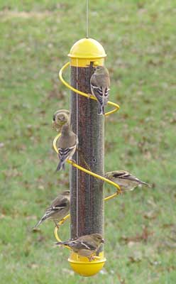 Bird Quest 17 Inch Yellow Spiral Thistle Feeder