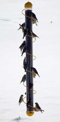 Bird Quest 36 Inch Yellow Spiral Thistle Feeder
