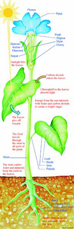 MCDONALD PUBLISHING MC-V1605 COLOSSAL POSTER PLANT PARTS and PHOTO-GR. 4-9+ OVER 5-1/2 TALL