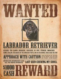 Tin Sign Black Lab - Wanted Poster