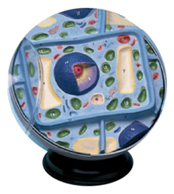 Hubbard Scientific 2056 Plant Cell Model only