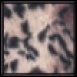 Pet Beds - Favorite Pet Products TD55CLD Tiger Dreamz Trundle 3 Way Bed Clouded Leopard