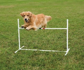 PetSafe PDT0011031 Petsafe Agility Bar Jump
