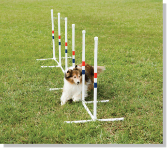PetSafe PDT0011032 Petsafe Agility Weave Poles