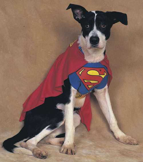 Af194lg Superman Pet Costume Large