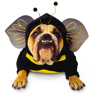 Costumes For All Occasions PM858009 Zelda Bee Pet sm