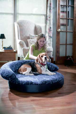 Dog Beds - Coleman Dog Blast A Bed Blue 44x38 Inch - 8740-248