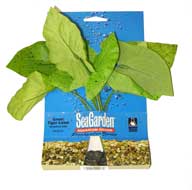 Aquarium Systems Tiger Lotus Plant Green Medium SG59