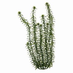 United Pet Group Tetra Ambulia Aquarium Plant Green 9 Inches - 19115