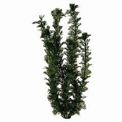 United Pet Group Tetra Anacharis Aquarium Plant Green 18 Inch - 19147