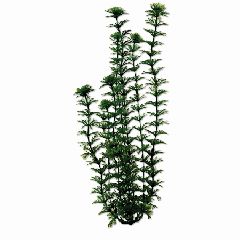 United Pet Group Tetra Anacharis Aquarium Plant Green 24 Inch - 19158