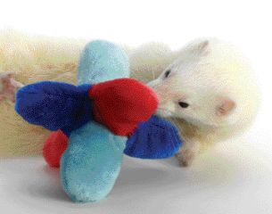bci19187 Marshall Pet Products Ferret Tumble Toy Small   FT 282