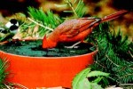 Happy Bird Corporation Wild Bird Deluxe Solar Sipper - Red