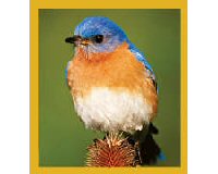 Magnetic Bookmark Blue Bird on Thistle Bookmark
