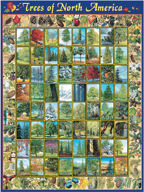 White Mountain Puzzles Trees of North America Puzzle