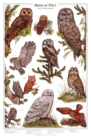 Windsor Nature Posters Birds of Prey Owls B