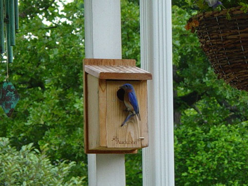 Woodlink Audubon Series Cedar Bluebird House
