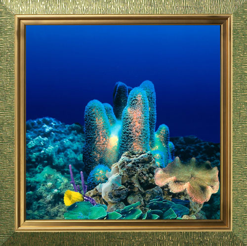 AquaVista AV500CRBAAQ Wall-Mounted Aquarium AV 500 Coral Reef Background with Aquarius Frame