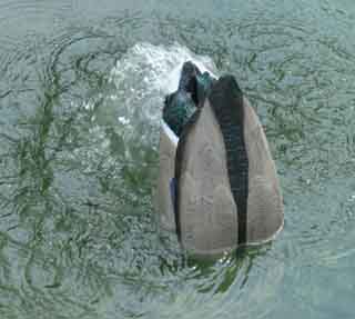 Higdon Decoys 50025 Pulsator and Power Pack - Single with Charger