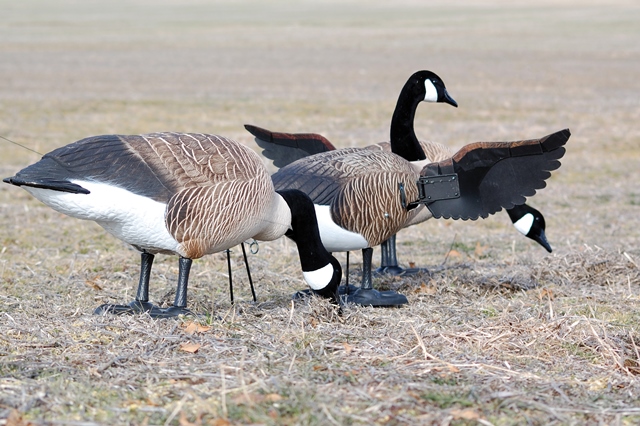 Higdon Decoys 50655 Finisher Flapper Full Body - Canada
