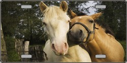 LP - 2024 Horses - Sweet on Each Other - Full Color Photography License Plates