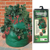Buy a Strawberry Planter bsmr729 Buy a Strawberry Planter