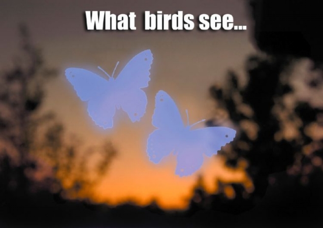 Winda3 Bird Safety Window Decals - Butterfly