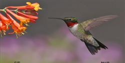 LP - 1201 Humming Bird License Plate - AB030