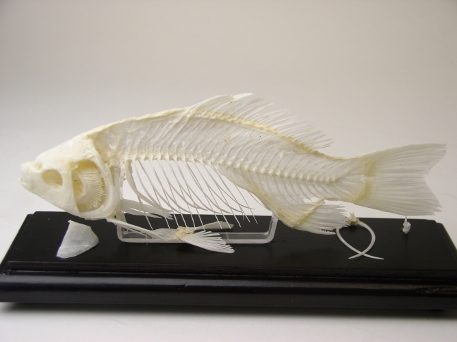 51001 Fish Skeleton