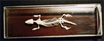 51007 Lizard Skeleton