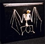 C & A Scientific 51010 Bat Skeleton On Finished Wooden Base With Transparent Cover