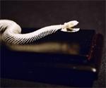 51016 Non-poisonous Snake Skeleton