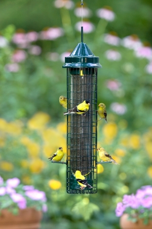 Brome Bird Care BD1016 Squirrel Buster Finch Feeder