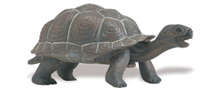 Safari 260829 Galapagos Baby Tortoise Animal Figure Pack of 6
