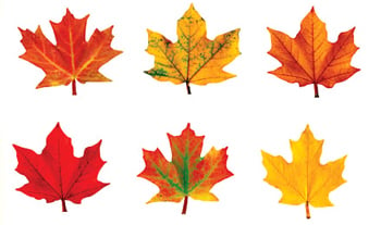 T-10836 Classic Accents Maple Leaves Mini- Variety Pack-discovery