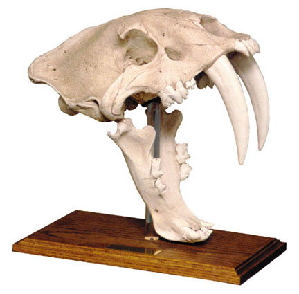 Absolutely Prehistoric Fossil Replica: Skullduggery 0204 Antique Finish Saber Tooth Cat Skull With Stand